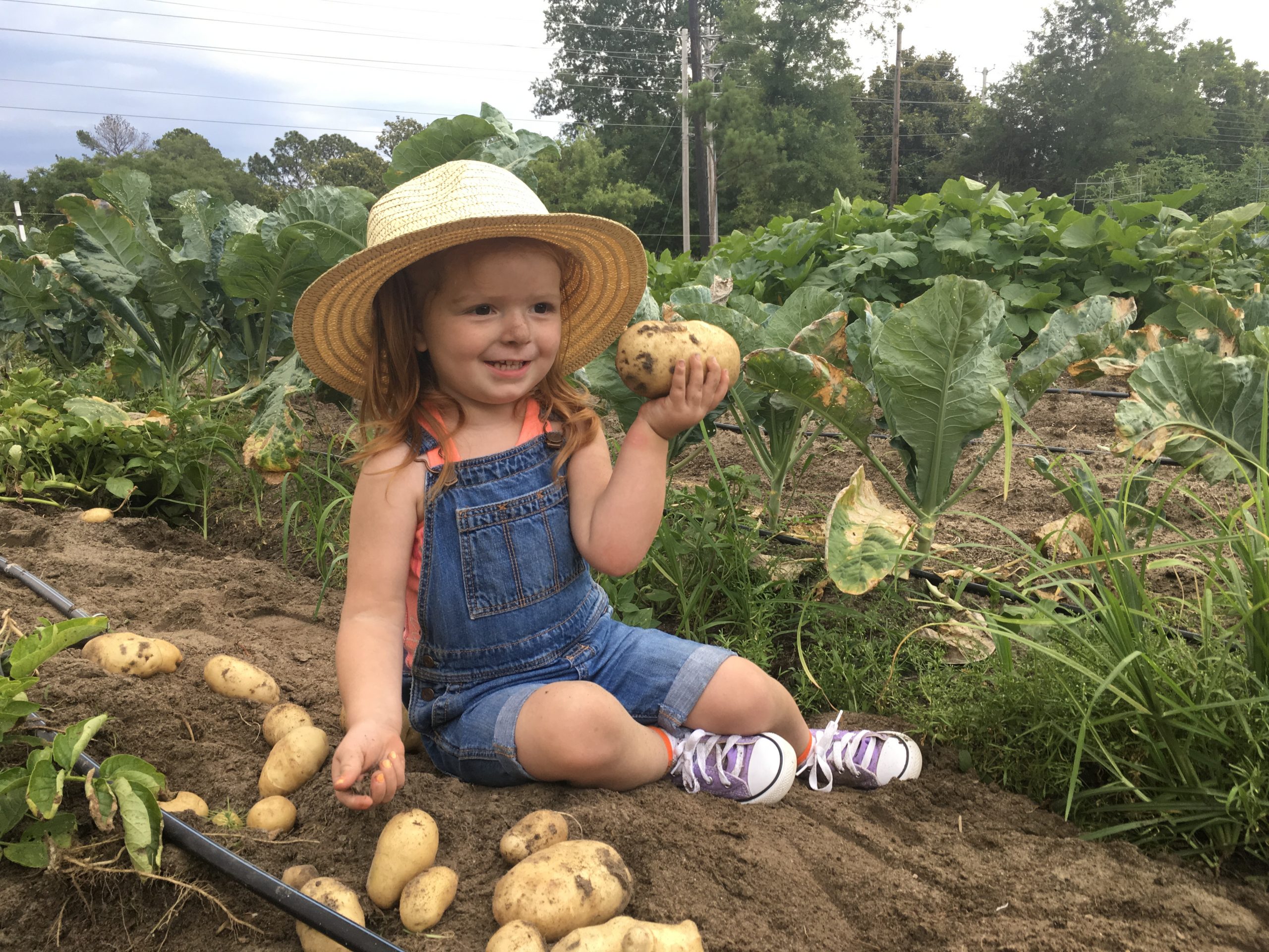 Little girl with potatoes