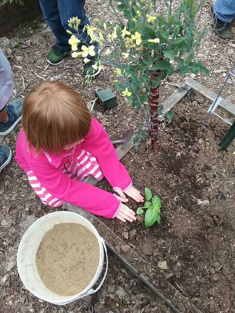 LCSG – An elementary students gently tucks a basil plant into the garden