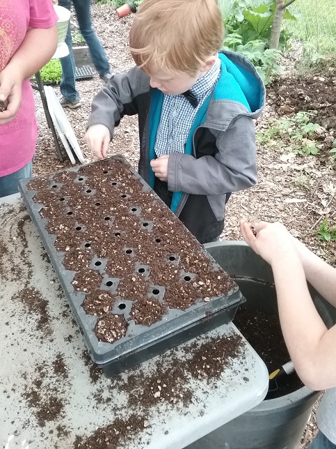 LCSG – Starting seeds in trays sometimes requires a bowtie