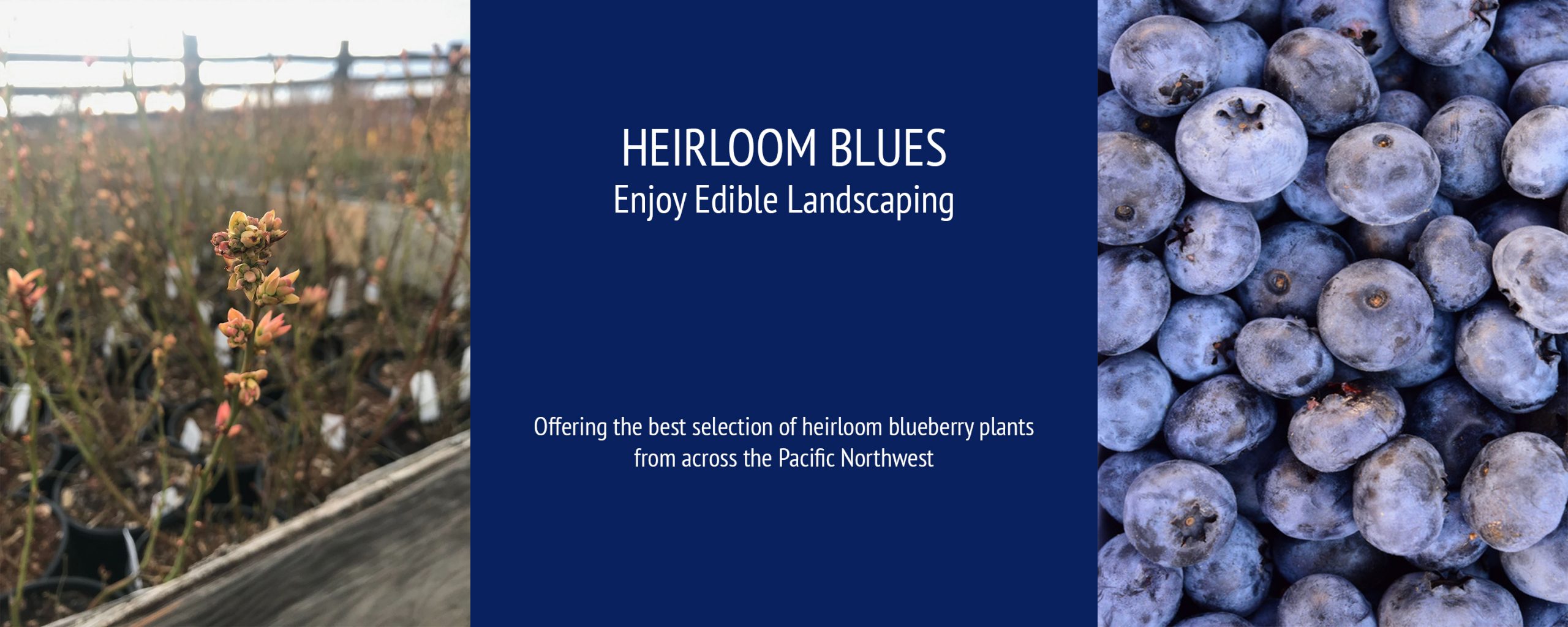 Heirloom Blues