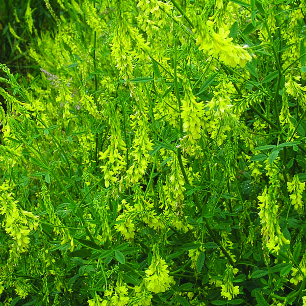 Yellow Sweet Clover Cover Crop Seed Irish Eyes Garden Seeds
