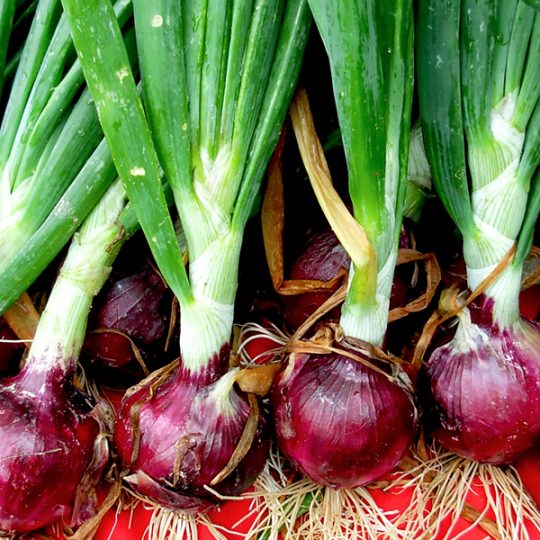 Onions
