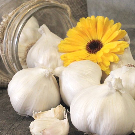 Garlic