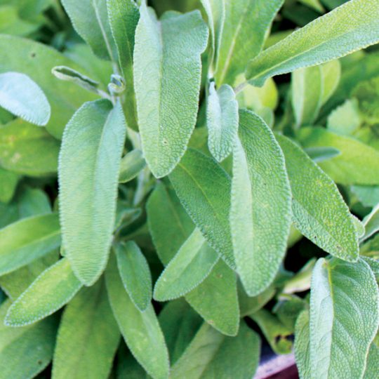 Herbs