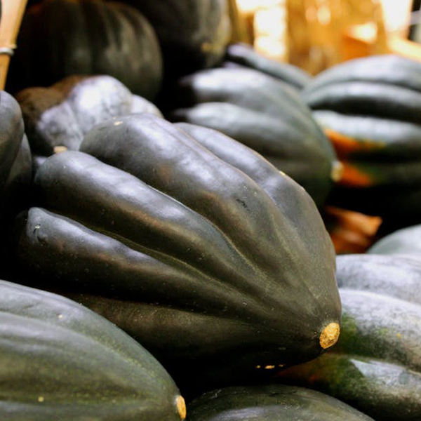 OG Table King Acorn Squash