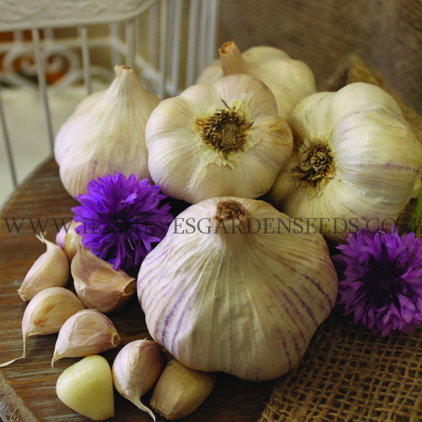 OG German Porcelain Garlic