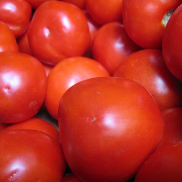 OG Alaskan Fancy Tomato