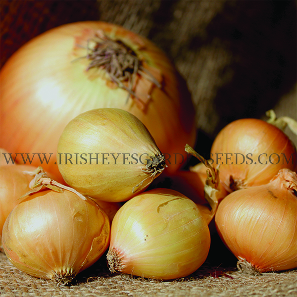 Yellow Rock Onion