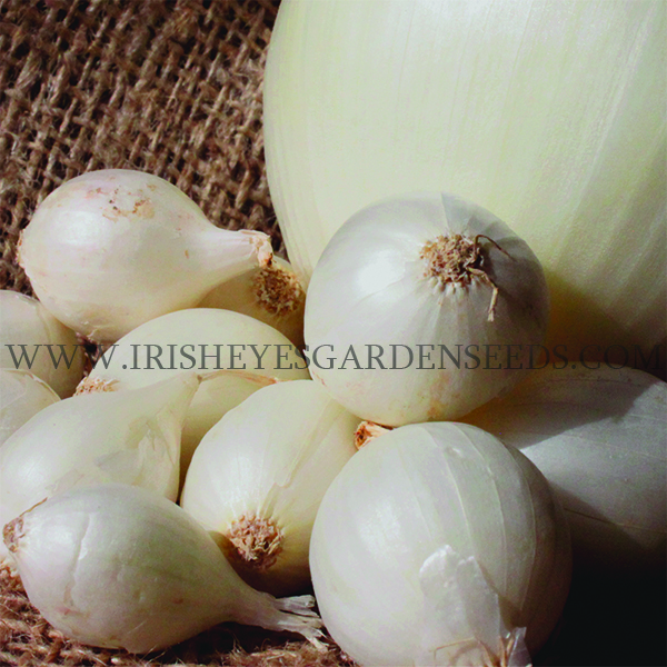 White Ebenezer Onion
