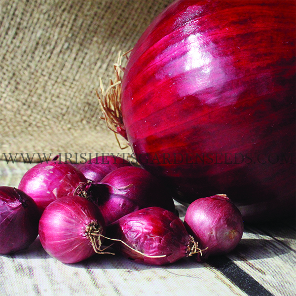 Red Wethersfield Onion