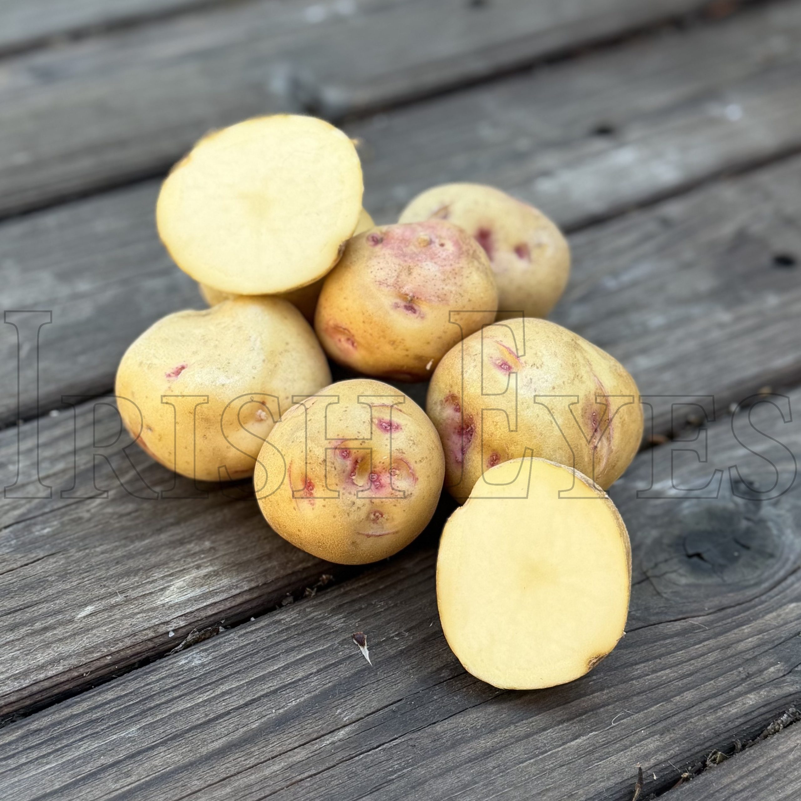 OG Warba “Pink Eye” Potato