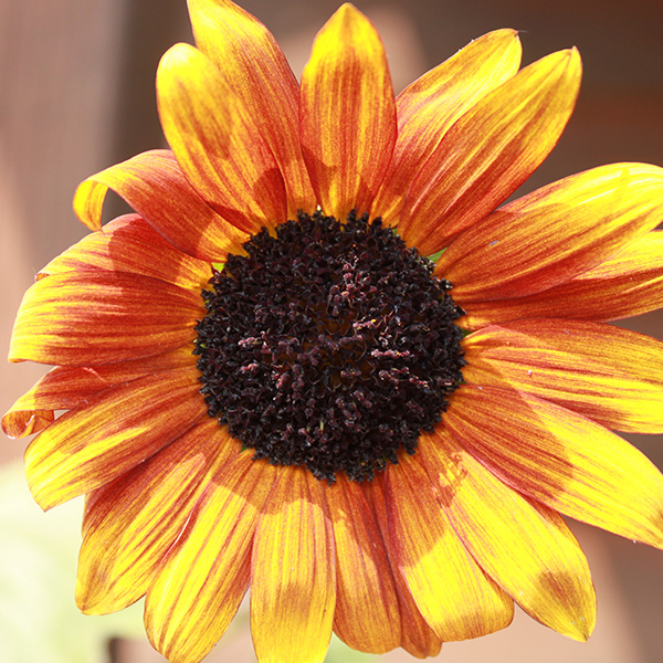 OG Sunflower: Autumn Beauty - Irish Eyes