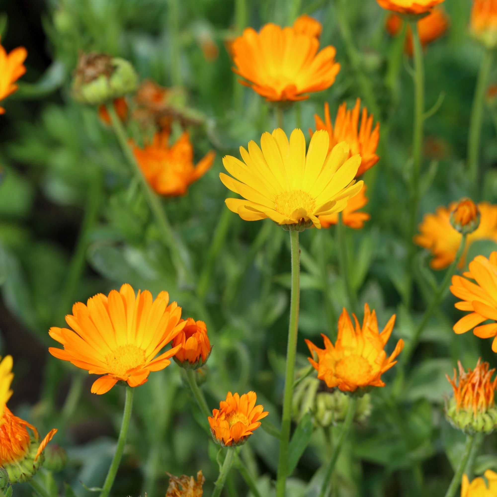 OG Calendula: Resina