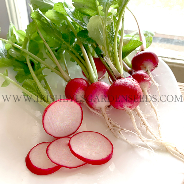Sparkler Radish