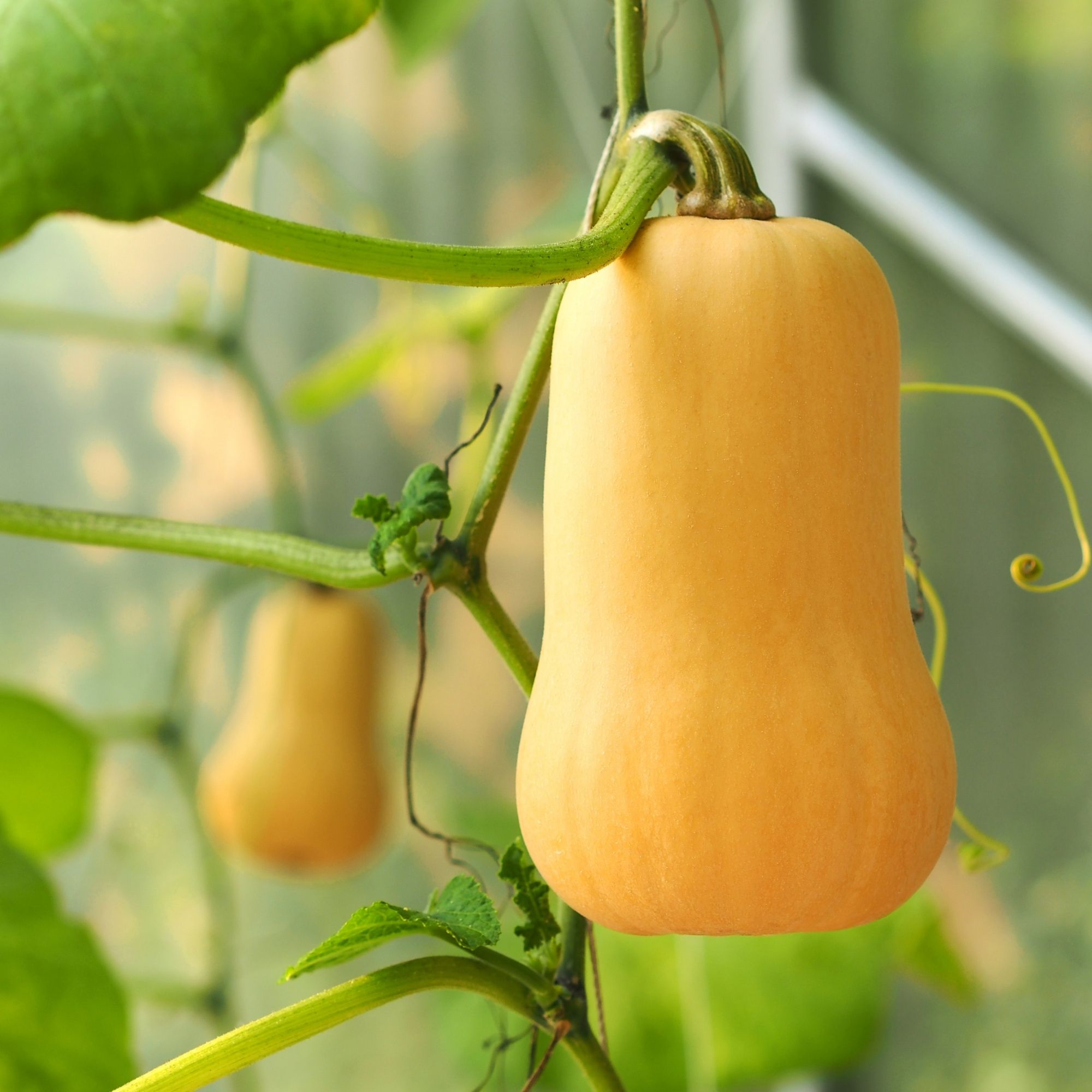 OG Early Butternut Squash