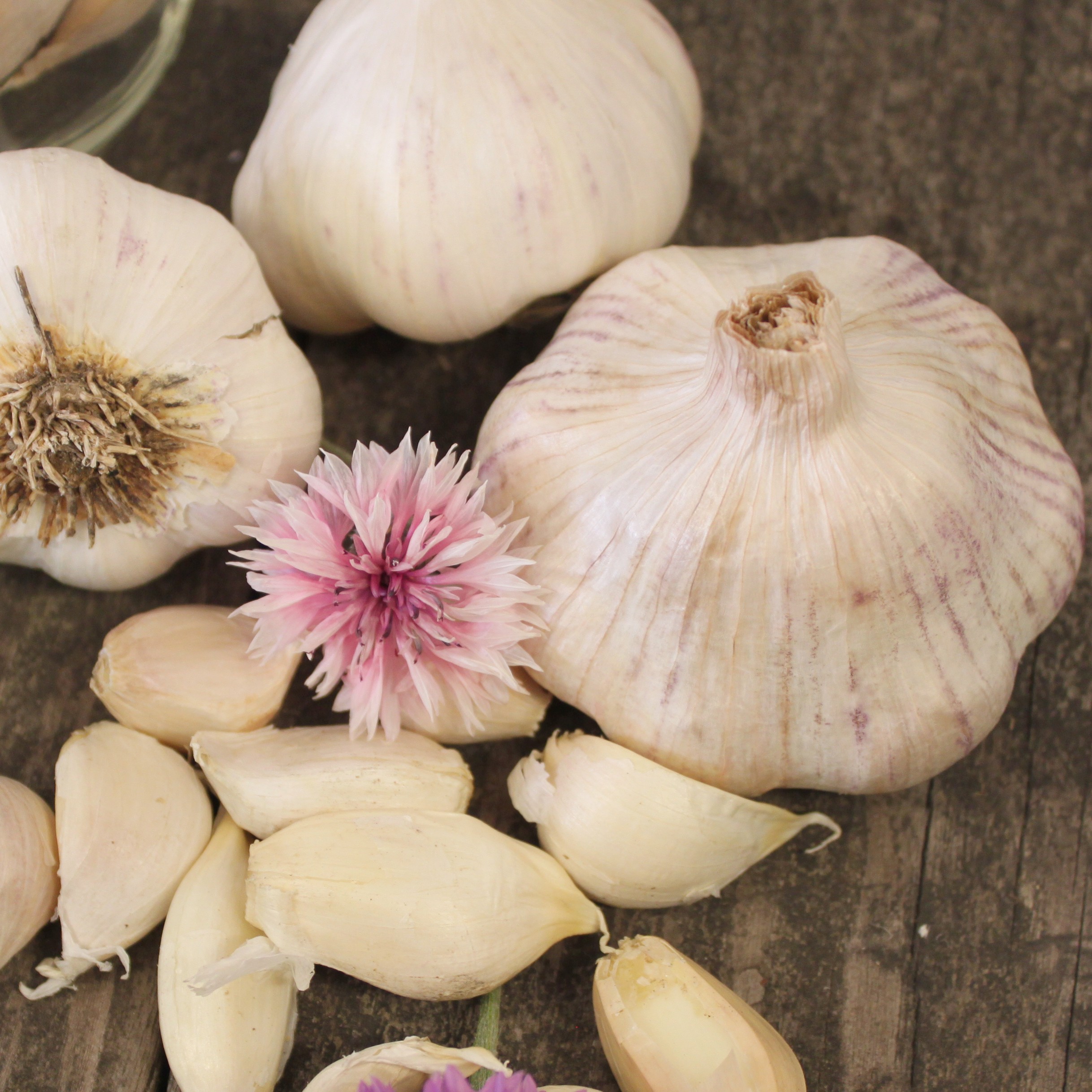 OG Inchelium Red Garlic