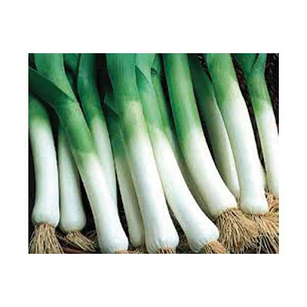 OG American Flag Leek Transpla