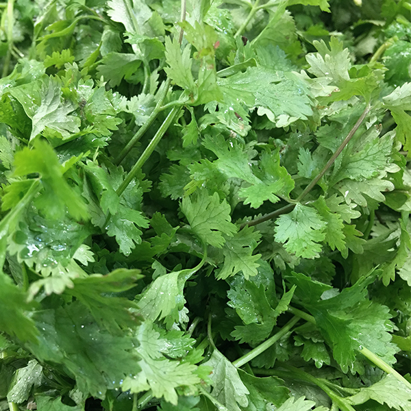 OG Cilantro