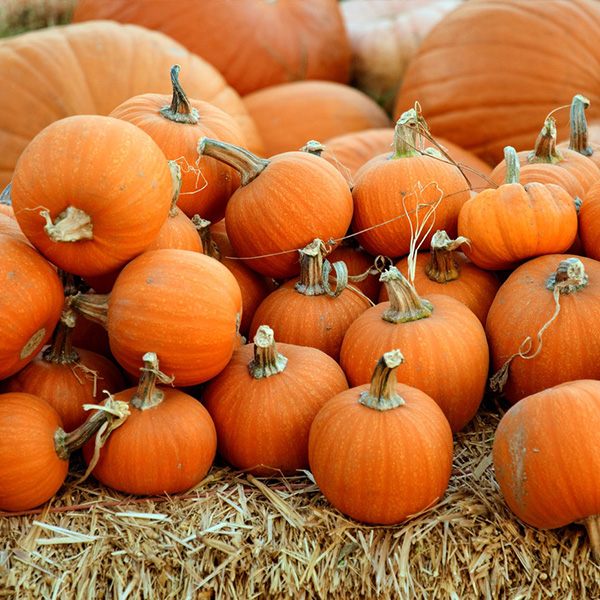 OG Sugar Pie Pumpkin