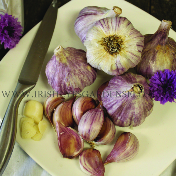 OG Chesnok Red Garlic