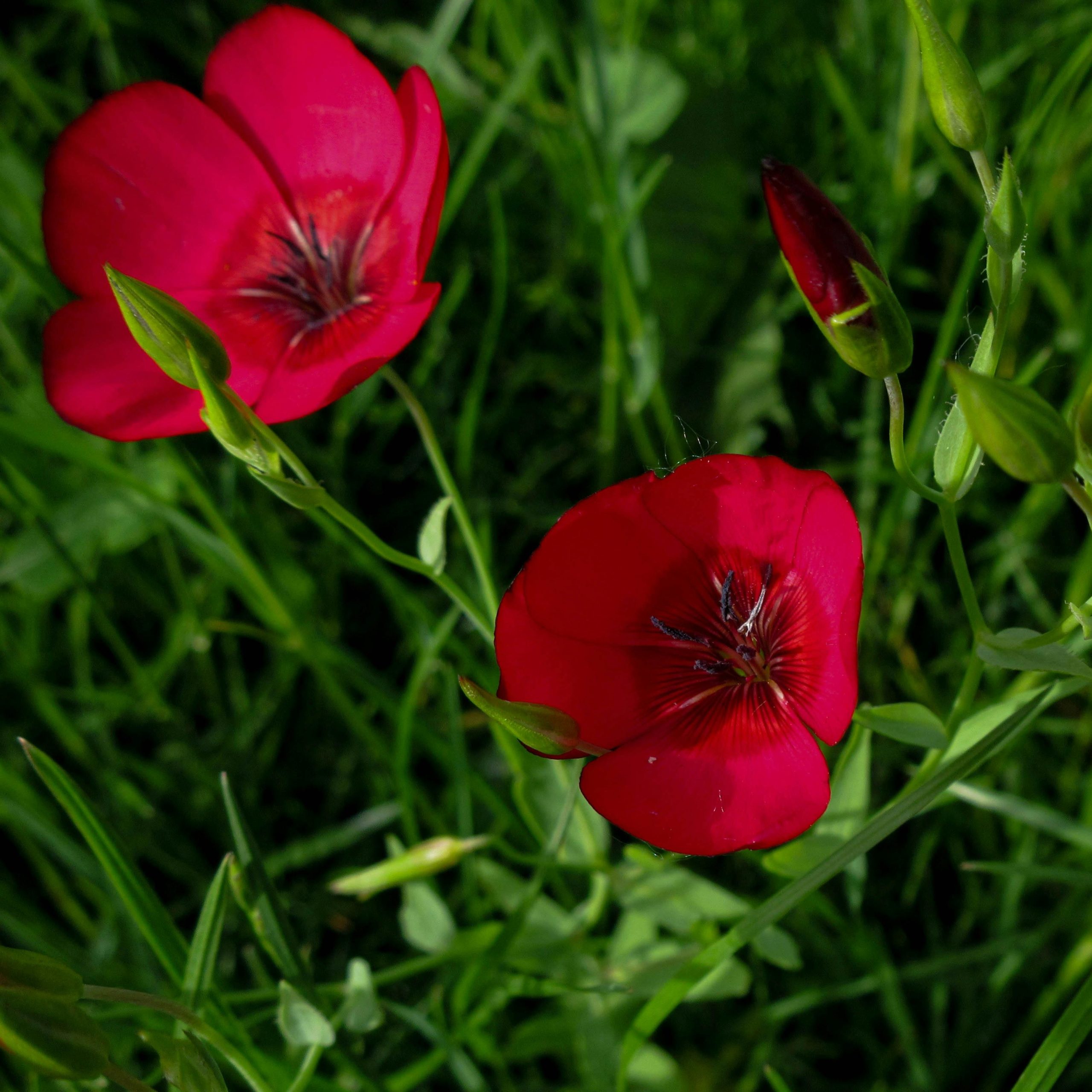Flax: Scarlet