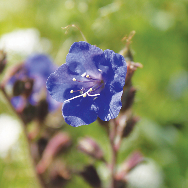 Flax: Blue