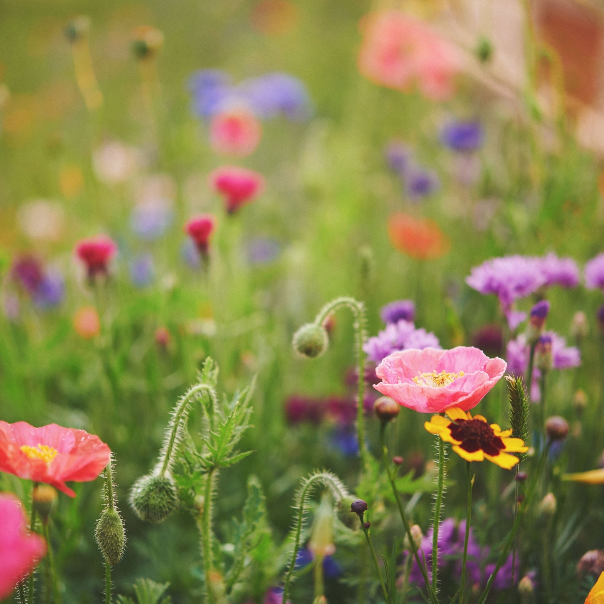 Hummingbird: Wildflower Mix