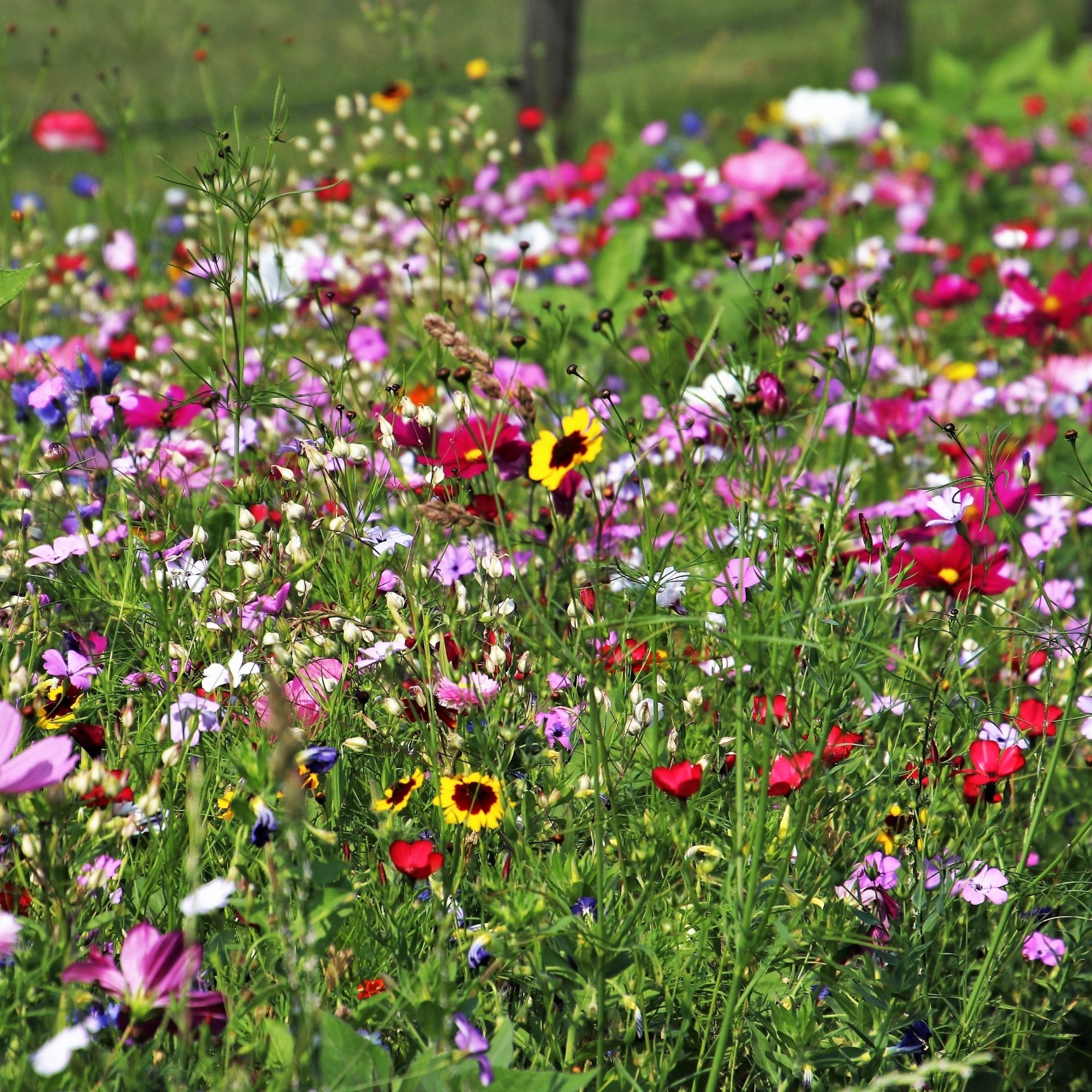 Partial Shade Wildflower Mix