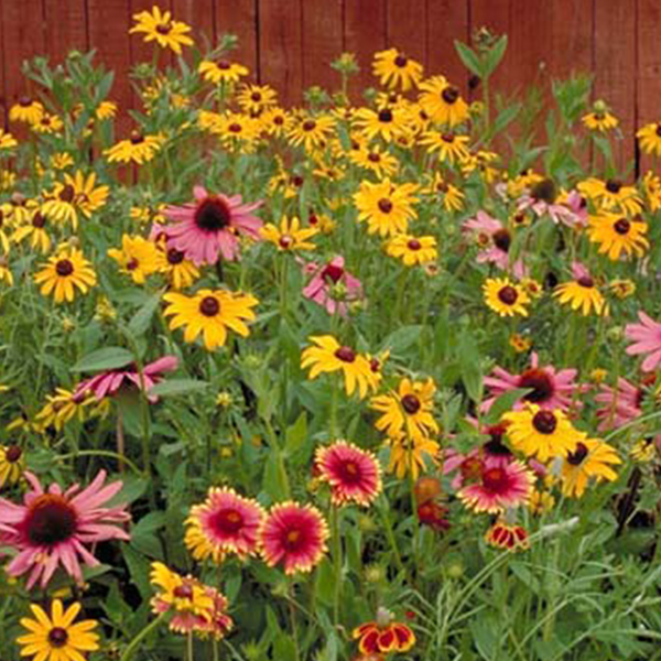 Dryland: Wildflower Mix