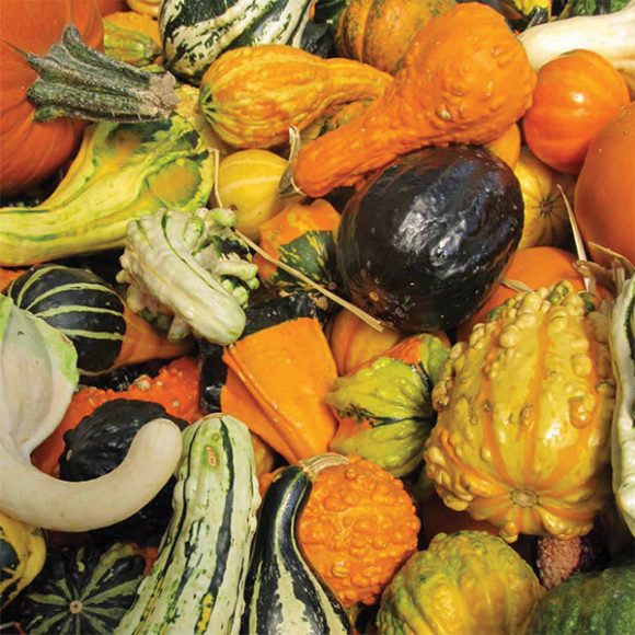 Ornamental Mix Gourd Irish Eyes