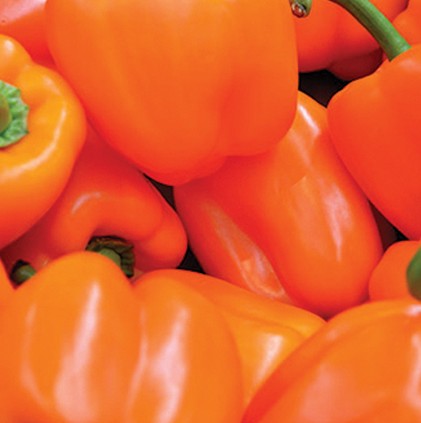 OG Orange Sun Pepper