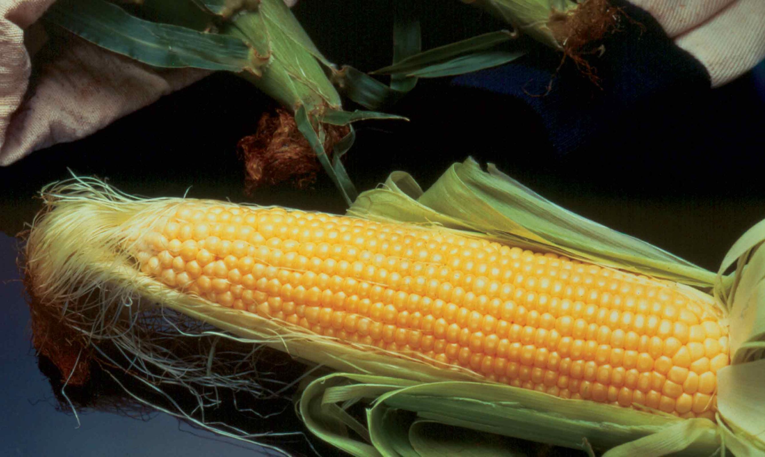 Incredible Corn