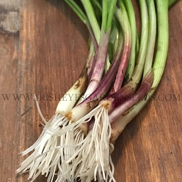 OG Ruby Red Transplant