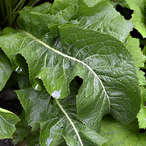 Big Top Horseradish Root