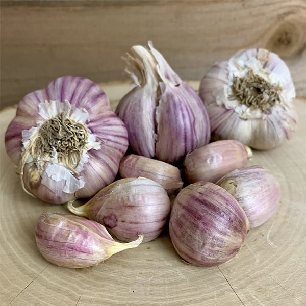 OG Svea Garlic