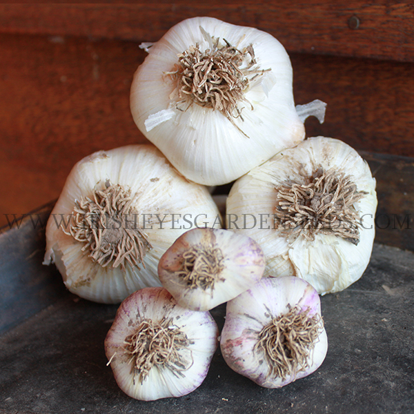 OG Elephant Garlic