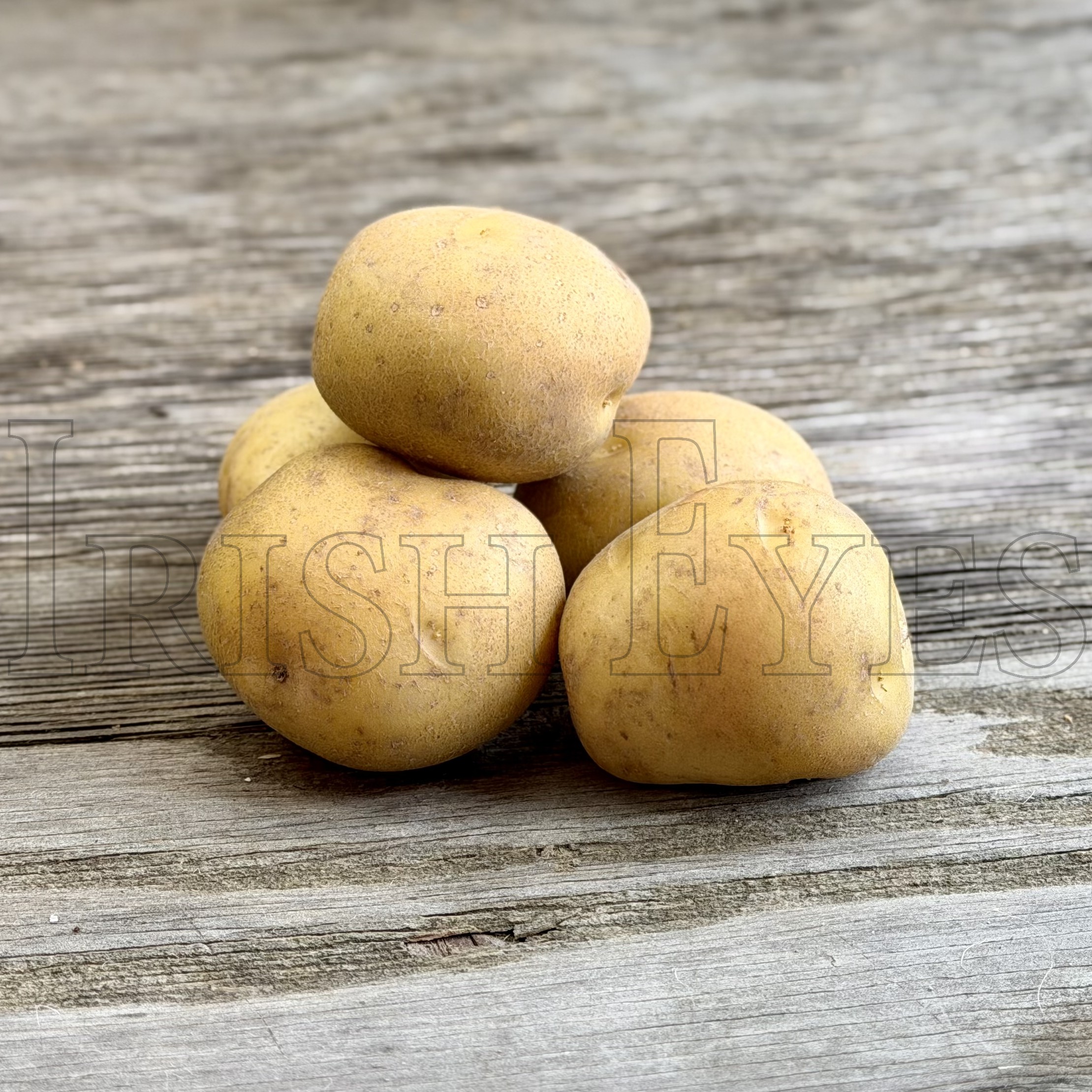 OG Yellow Finn Pre-Nuclear Potato