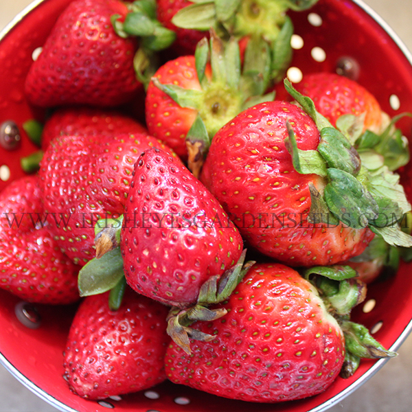 Seascape Strawberry