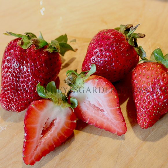 Albion Strawberry Roots Fruit Seeds & Roots Irish Eyes Garden Seeds