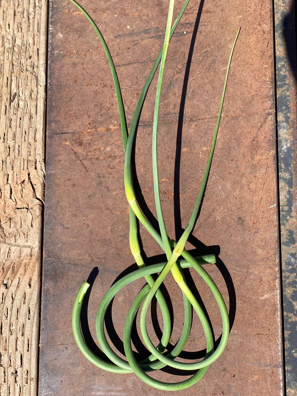 Hardneck Garlic Scapes Irish Eyes