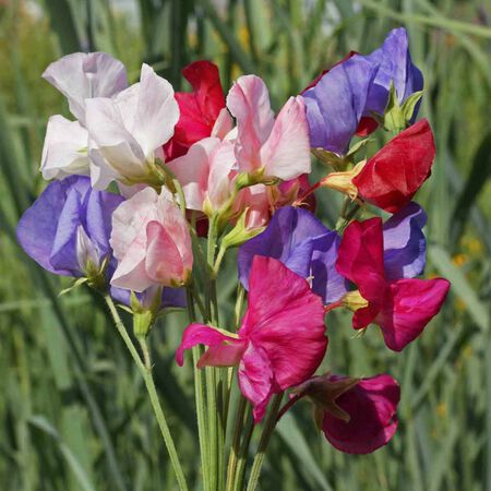 Sweet Pea: Mammoth Mix