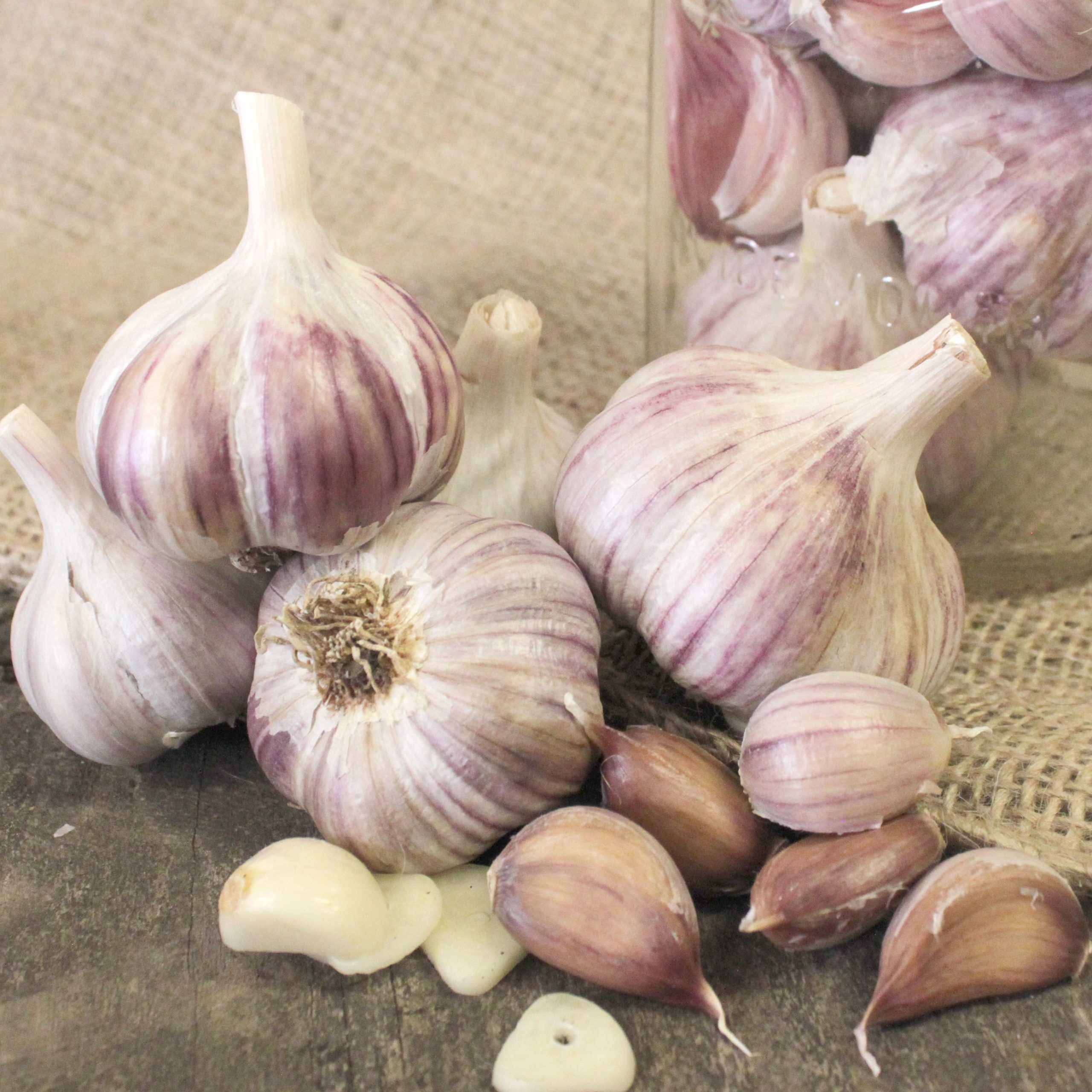 German Red Garlic
