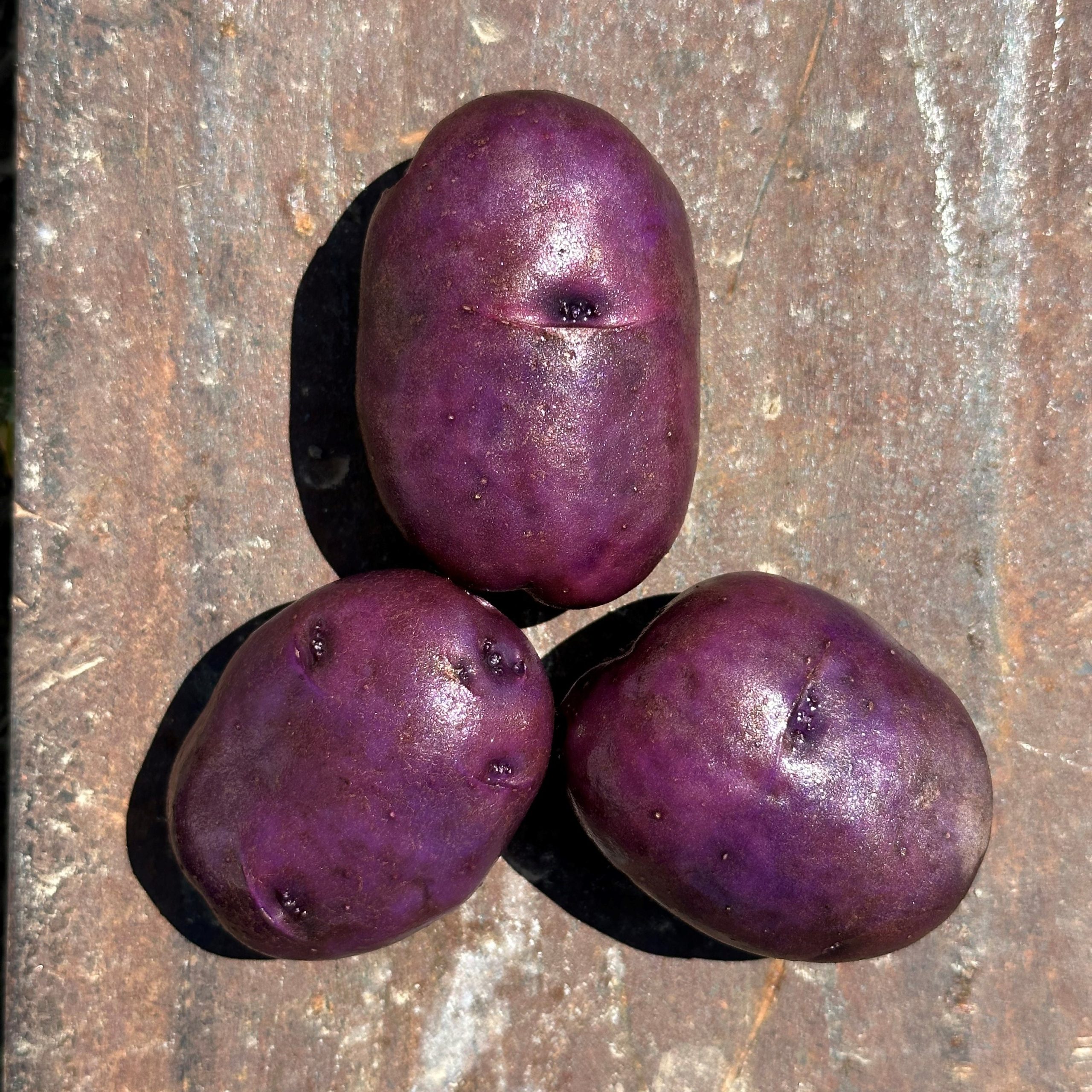 OG Adirondack Blue Pre-Nuclear Potato