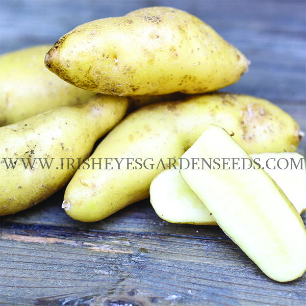 OG Austrian Crescent Pre-Nuclear Finglering