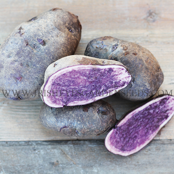 OG All Blue Pre-Nuclear Potato