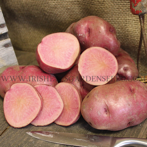 OG All Red Pre-Nuclear Potato