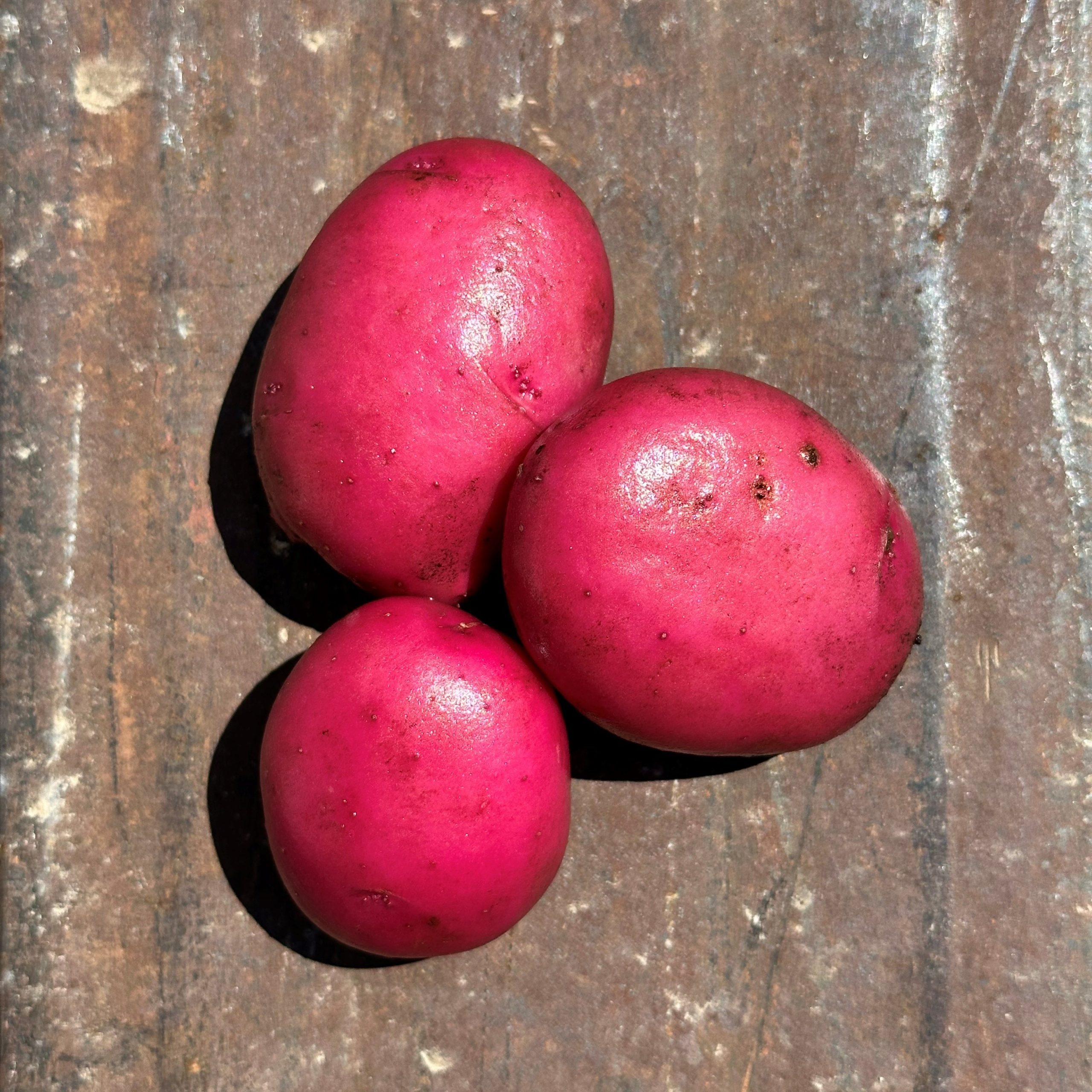 OG Adirondack Red Pre- Nuclear