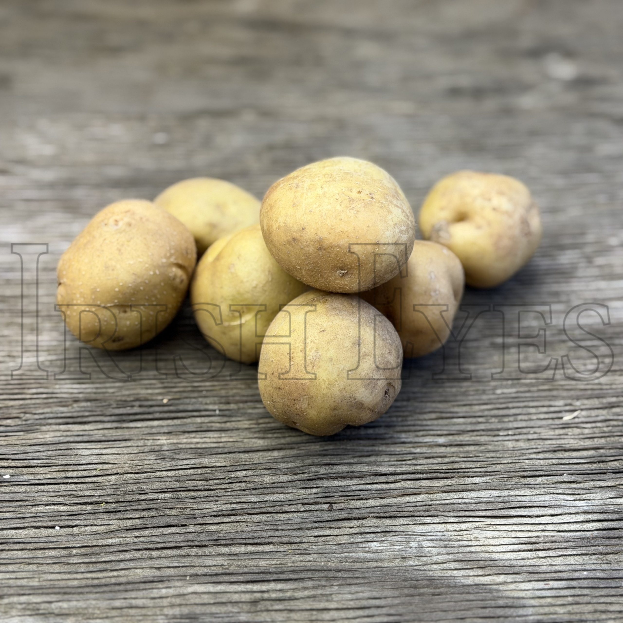 OG Irish Cobbler Pre-Nuclear Potato