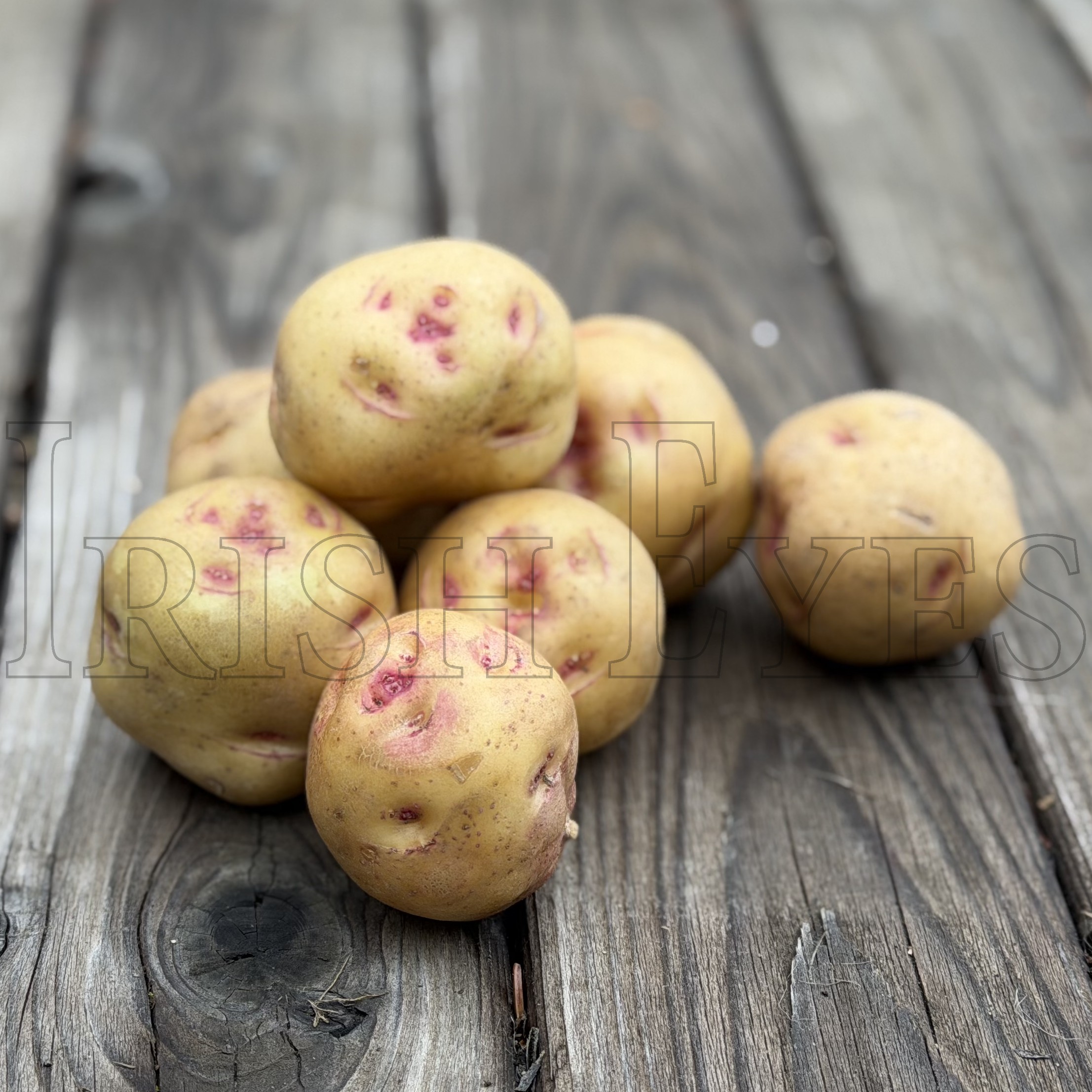 OG Warba “Pink Eye” Pre-Nuclear Potato