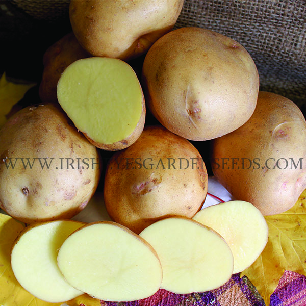 OG Yukon Gold Pre-Nuclear Potato